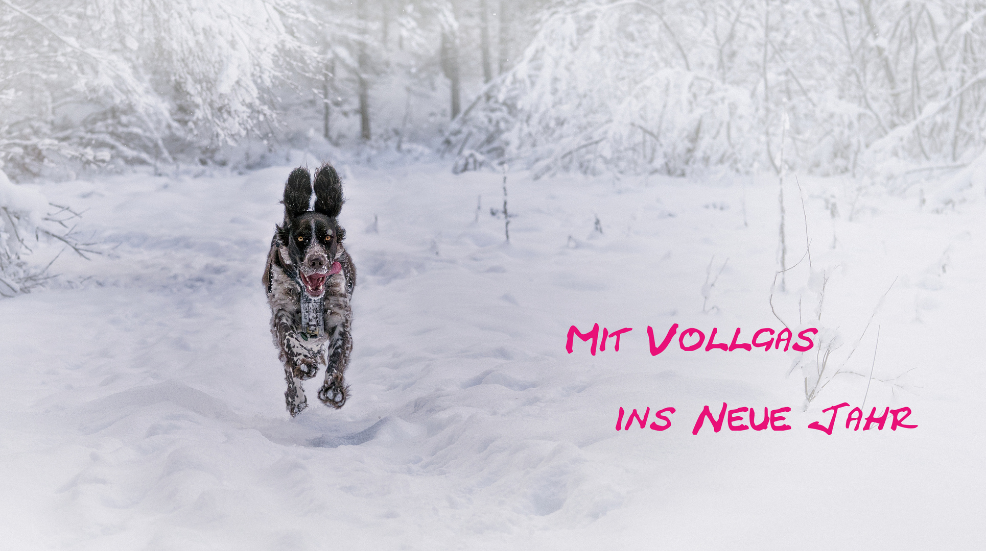 mit Vollgas ins Jahr 2017 Foto & Bild karten und kalender