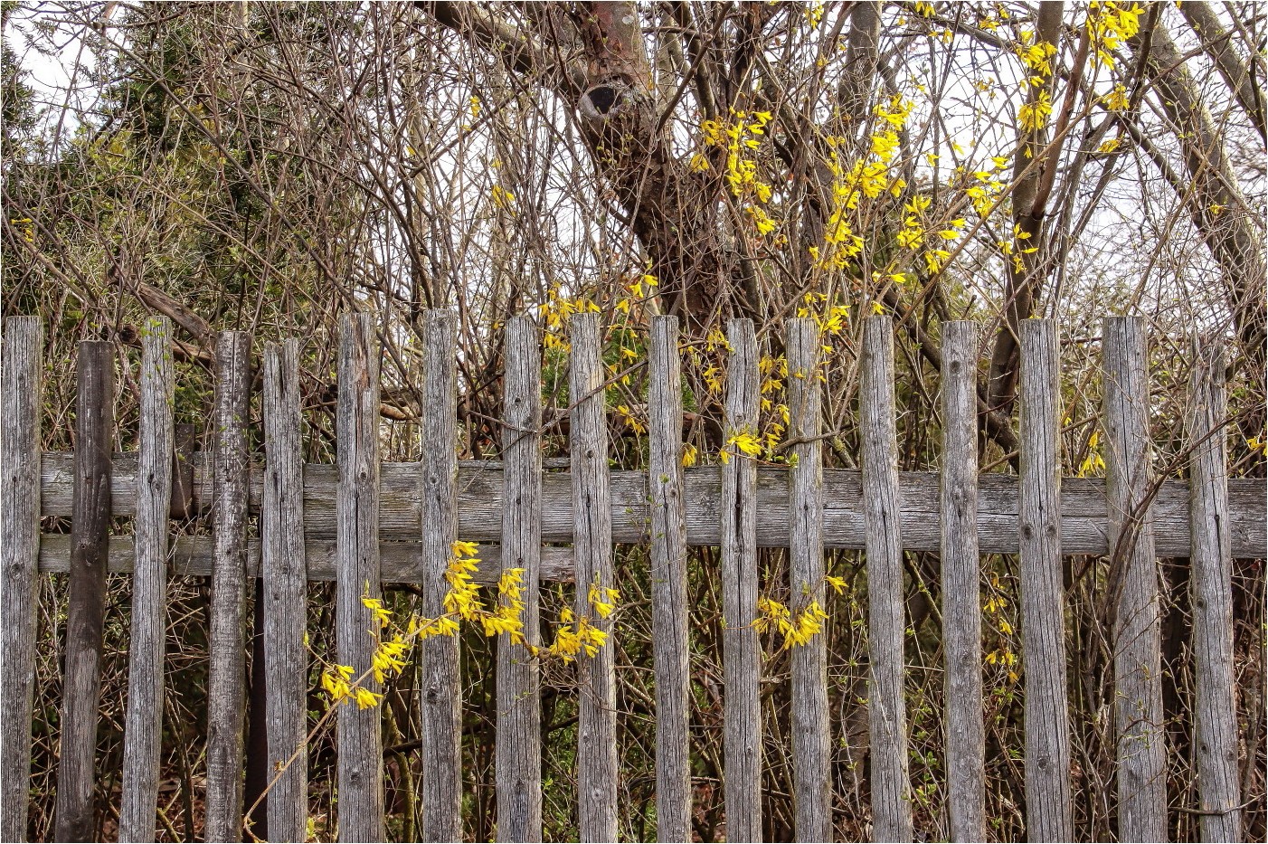 Mit Vorliebe für Zäune: Forsytien