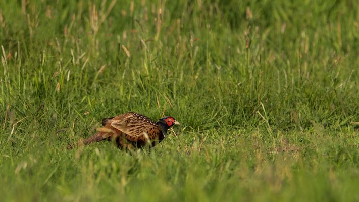 Mit Vorsicht aus der Deckung
