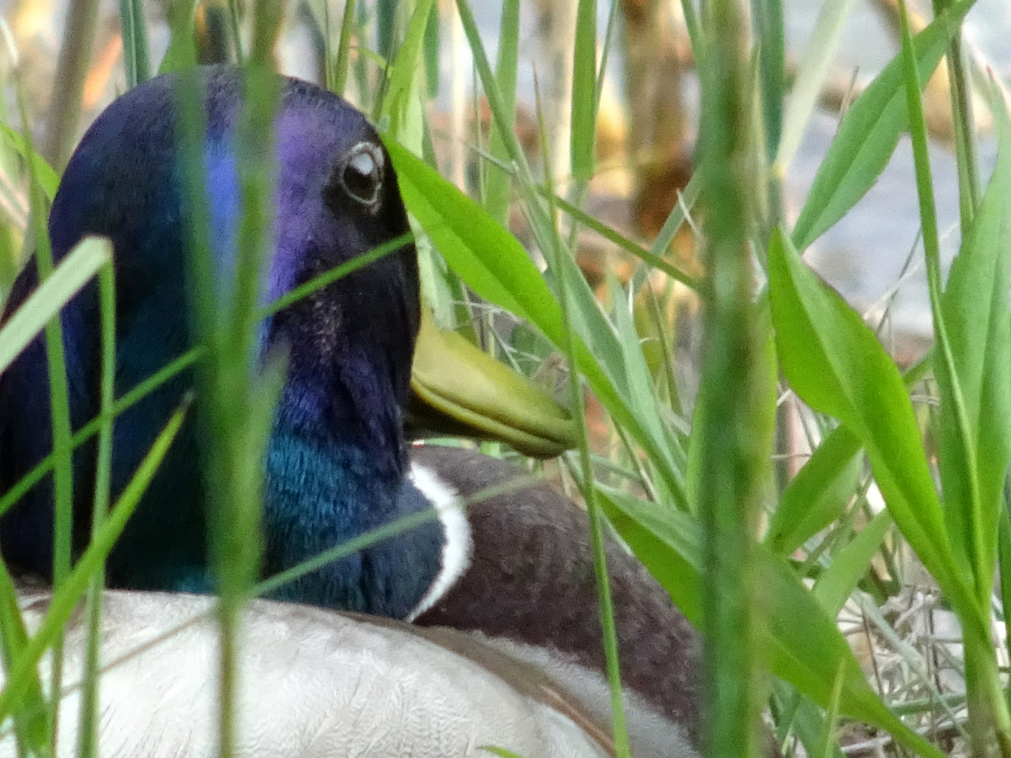 Mit wachsamen Augen