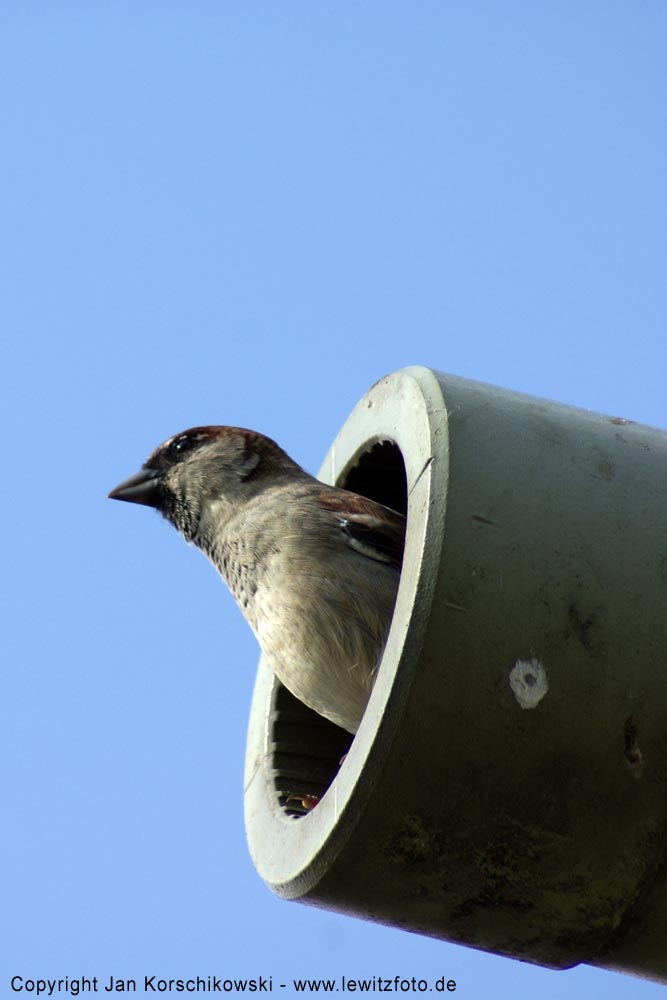 Mit Waffen Nester schaffen