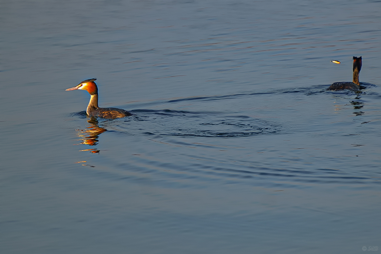 mit wegfliegendem Fisch