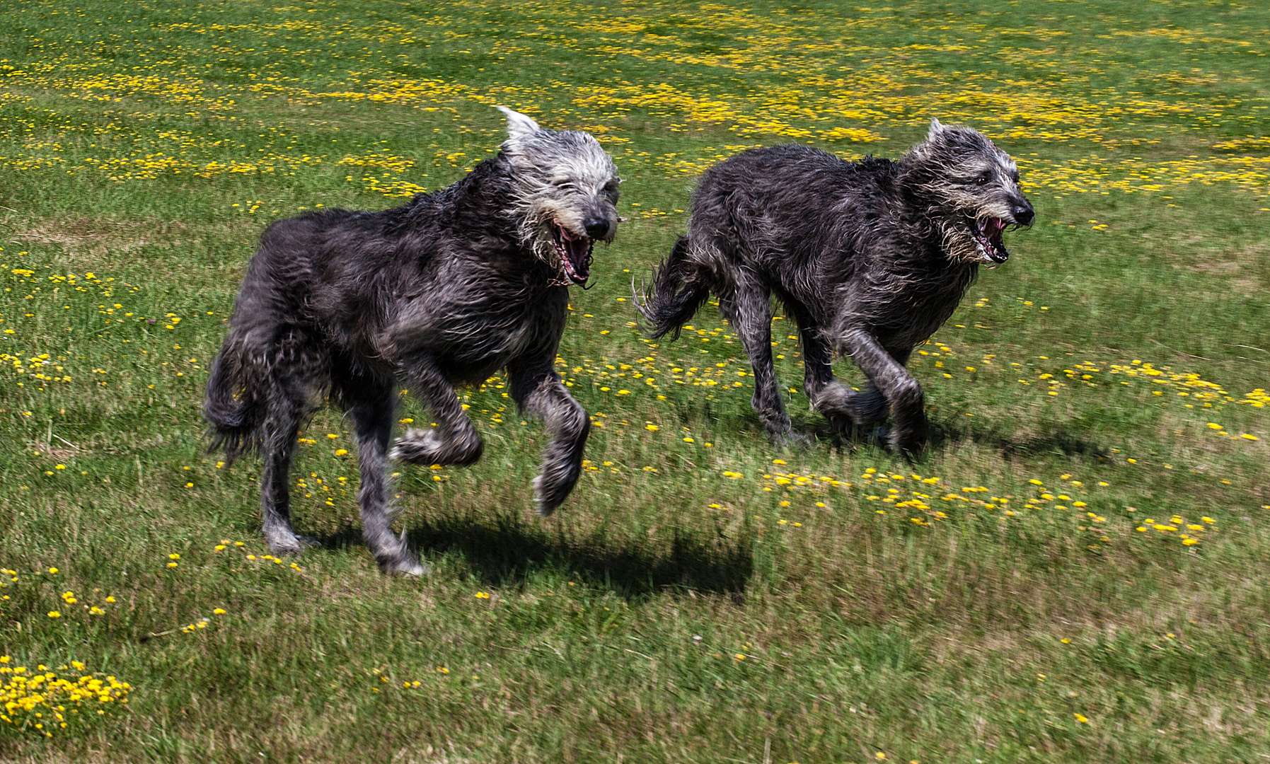 Mit wehender Mähne Foto & Bild | tiere, haustiere, hunde Bilder auf ...