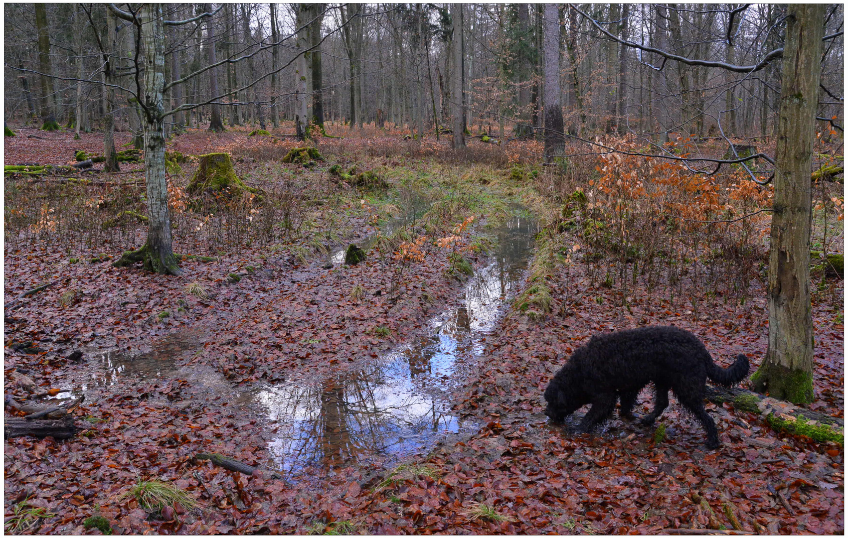 Mit Wicky-Emily im Wald (con Wicky-Emily en el bosque)