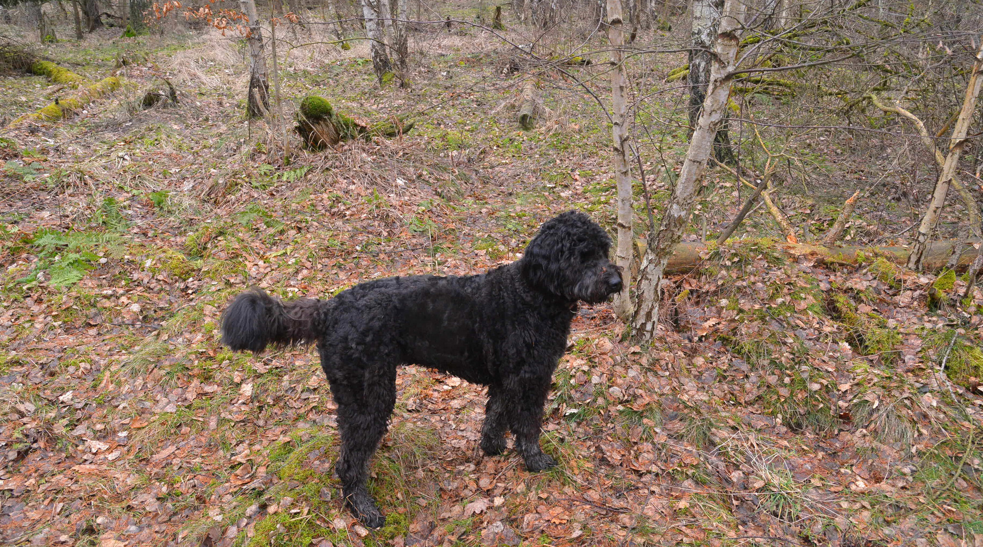 Mit Wicky-Emily im Wald (con Wicky-Emily en el bosque)