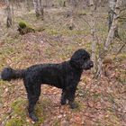 Mit Wicky-Emily im Wald (con Wicky-Emily en el bosque)