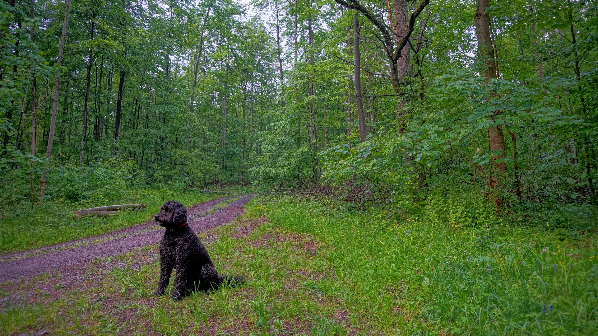 mit Wicky-Emily im Wald (con Wicky-Emily en el bosque)