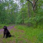 mit Wicky-Emily im Wald (con Wicky-Emily en el bosque)