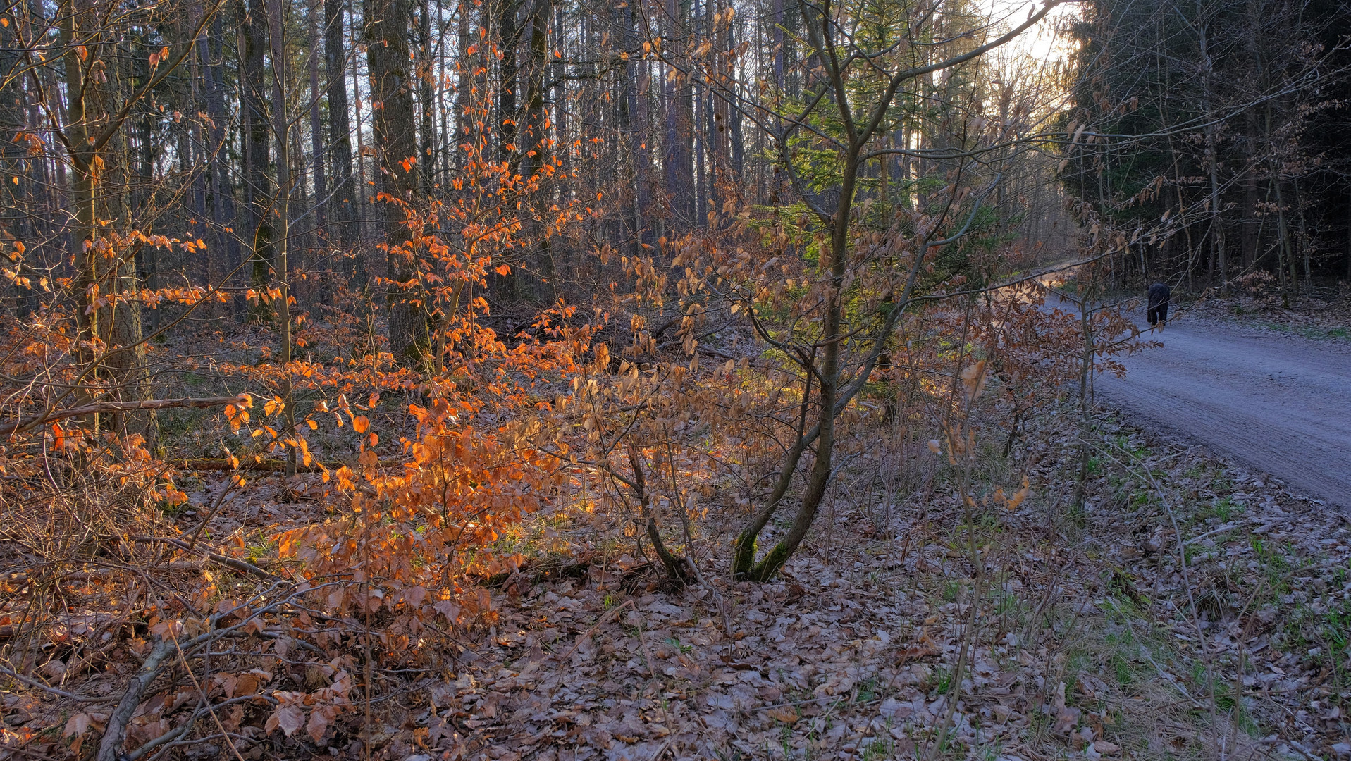 mit Wicky-Emily im Wald (paseando por el bosquel con Wicky-Emily)