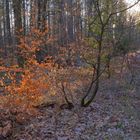 mit Wicky-Emily im Wald (paseando por el bosquel con Wicky-Emily)