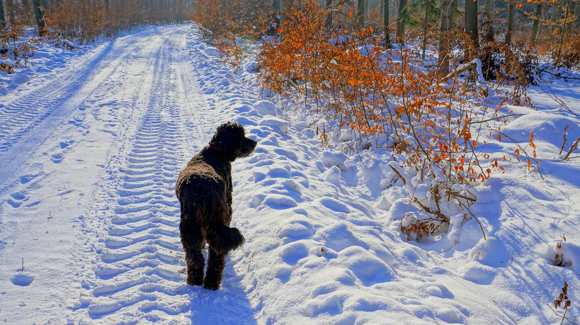 mit Wicky-Emily im Winterwald  (con Wicky-Emily en el bosque invernal)