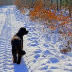 mit Wicky-Emily im Winterwald  (con Wicky-Emily en el bosque invernal)