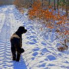 mit Wicky-Emily im Winterwald  (con Wicky-Emily en el bosque invernal)