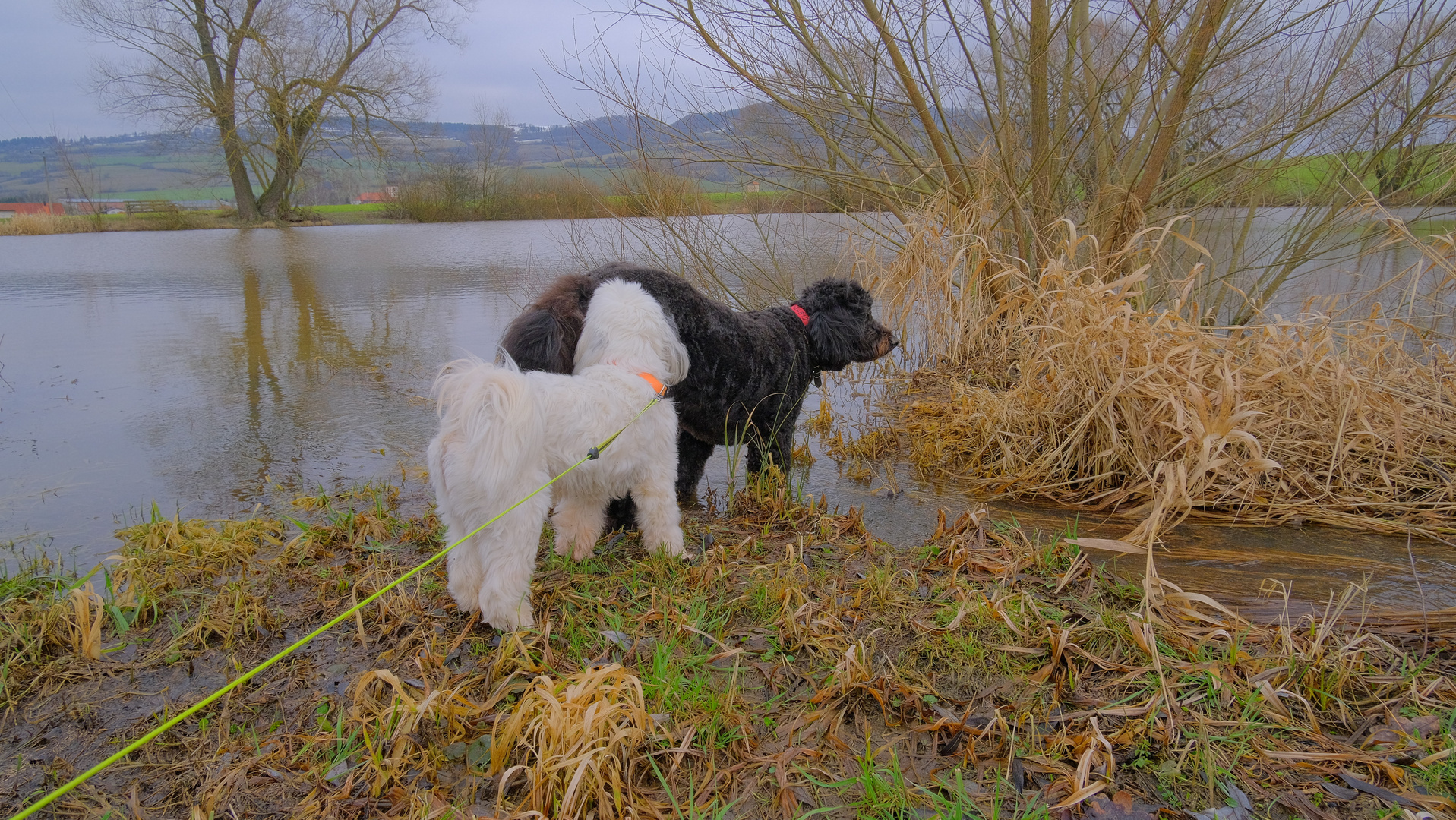 mit Wicky-Emily und Ronja am See (con Wicky-Emily y Roña en el lago)