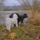 mit Wicky-Emily und Ronja am See (con Wicky-Emily y Roña en el lago)