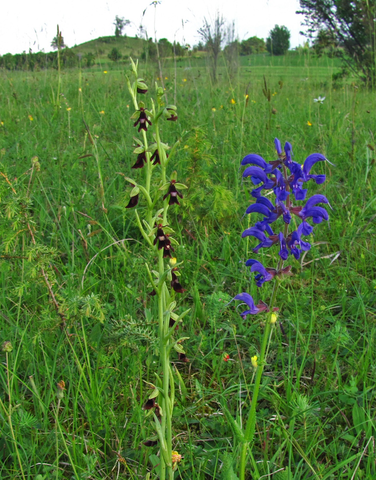 mit Wiesensalbei