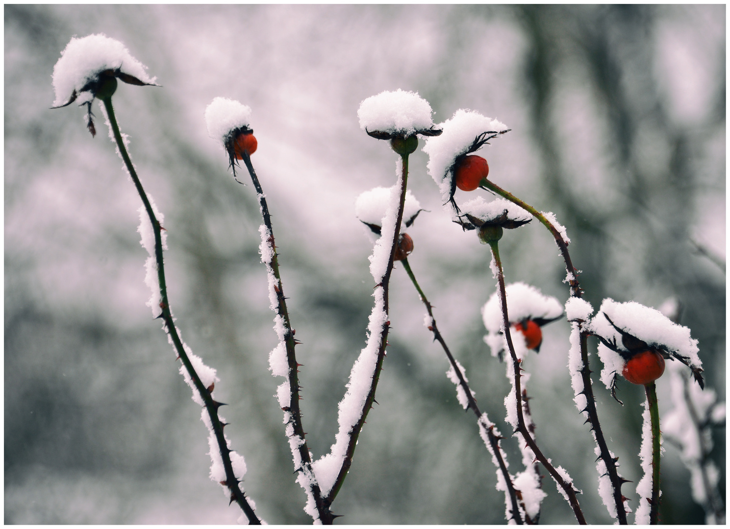 Mit Winterschmuck