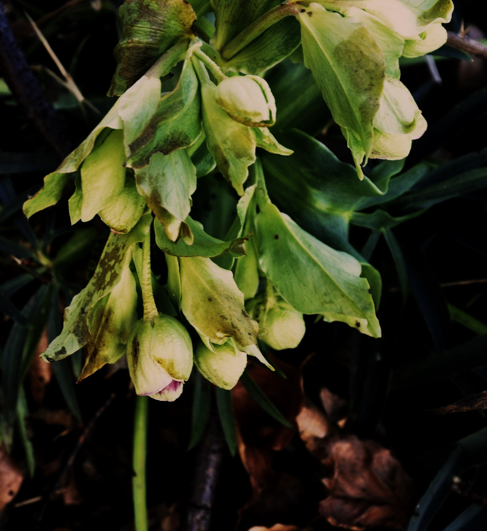 MIt zarten Blüten aus feuchter Erde wünsche ich Euch einen angenehmen Tag