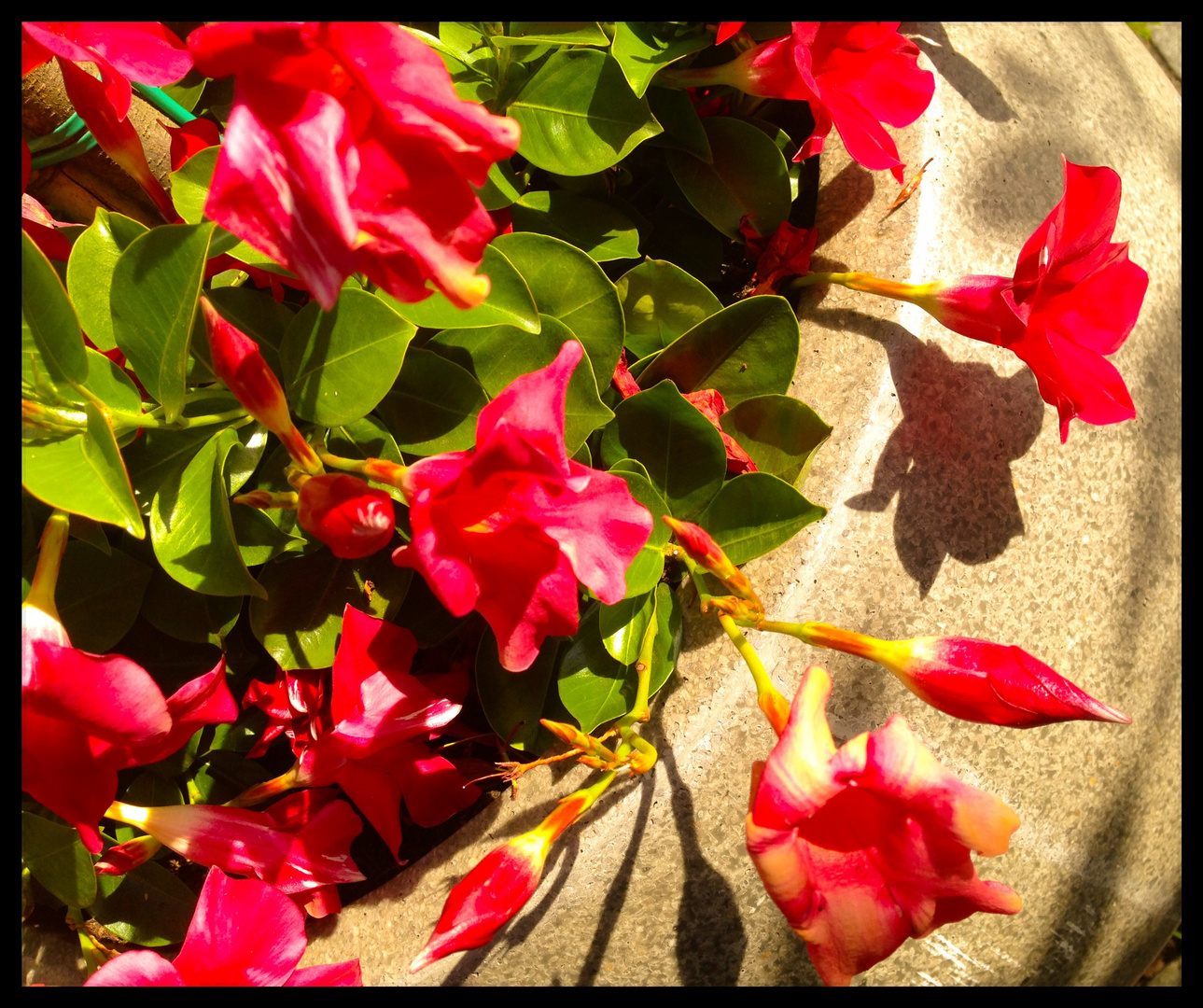 Mit zarten Blüten in den neuen Tag