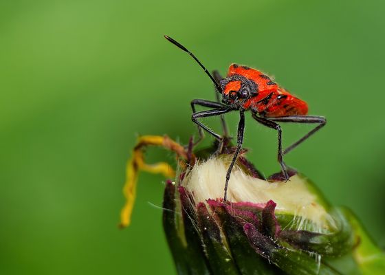 MIT ZIMTGESCHMACK? LEIDER NEIN - DIE ZIMTWANZE IM PORTRÄT