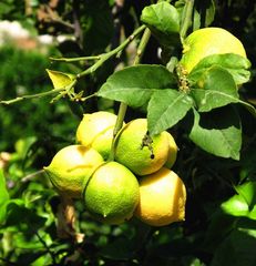 Mit Zitronen überhäuft....dieser Baum. Samos/Greece