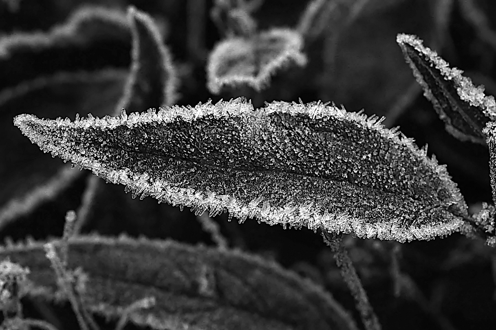 mit Zuckerguss am schwarzweißen Freitag Foto & Bild eis, natur