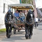 mit zwei PS durchs Knoblauchsland