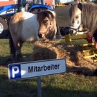 Mitarbeiter