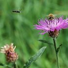 Mitbewerber im Anflug...