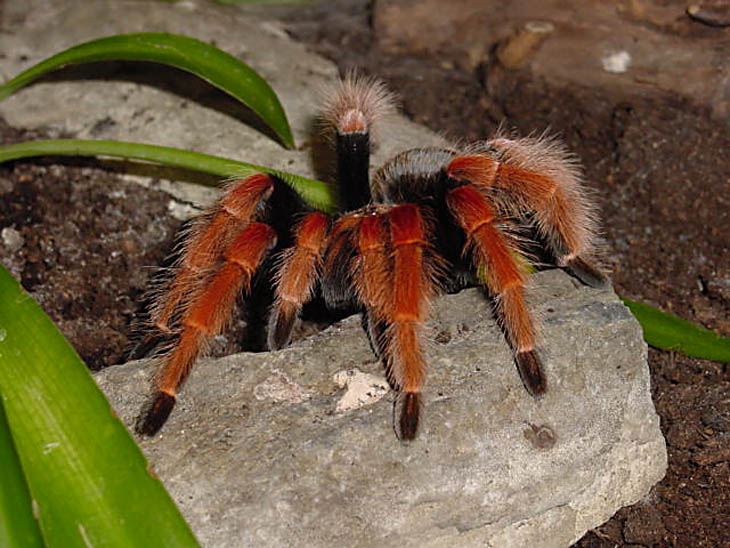 Mitbewohner - brachypelma boehmii