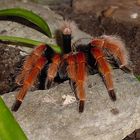 Mitbewohner - brachypelma boehmii