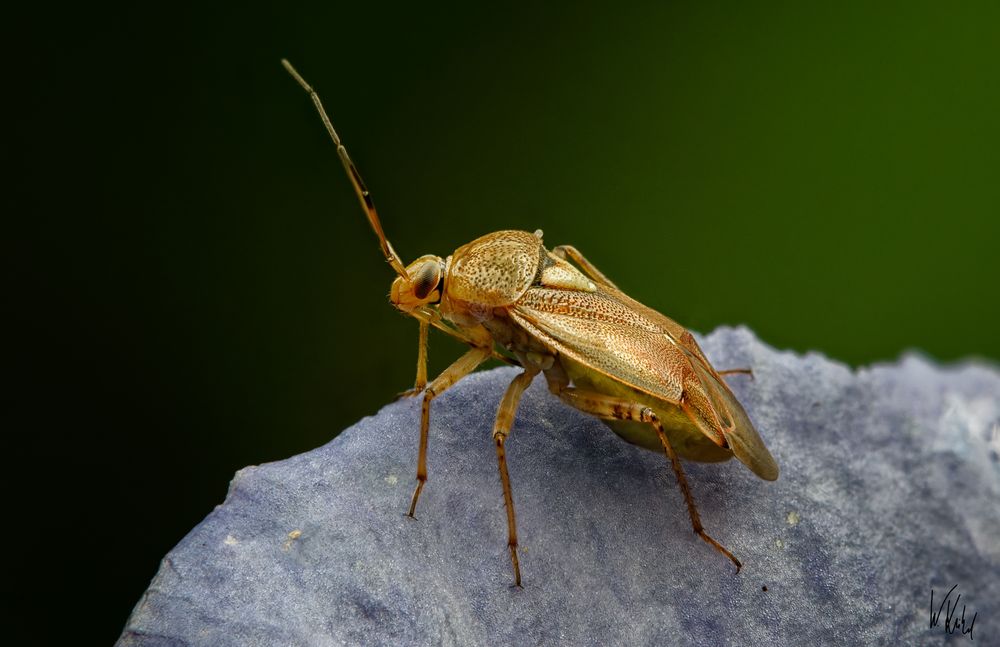 Mitbewohner im Garten.