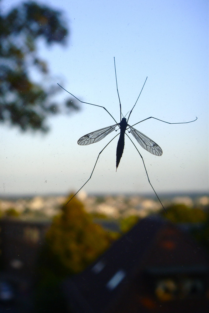 Mitbewohner mit 6 Beinen