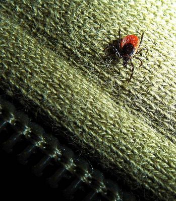 >>>((( mitbringsel !!!