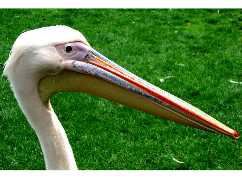 Mitbringsel aus dem Kölner Zoo