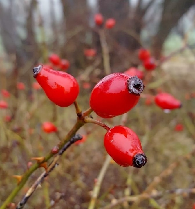 Mitbringsel von einem Winterspaziergang (1)