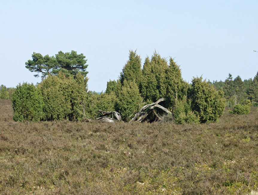 ~ Mitbringsel: Wilseder Heide ~