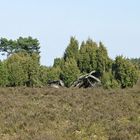 ~ Mitbringsel: Wilseder Heide ~