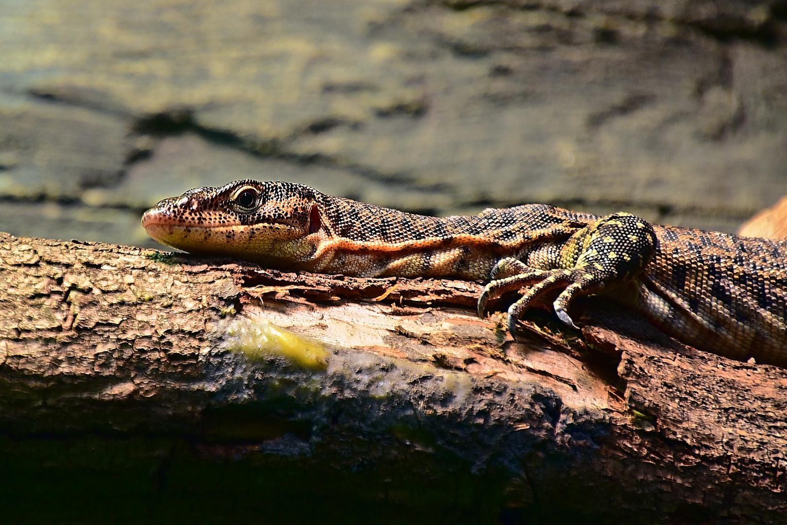 Mitchells Waran (Varanus mitchelli)