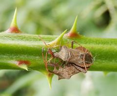 Miteinander verbandelt - Sexspiele zweier Lederwanzen (Coreus marginatus)