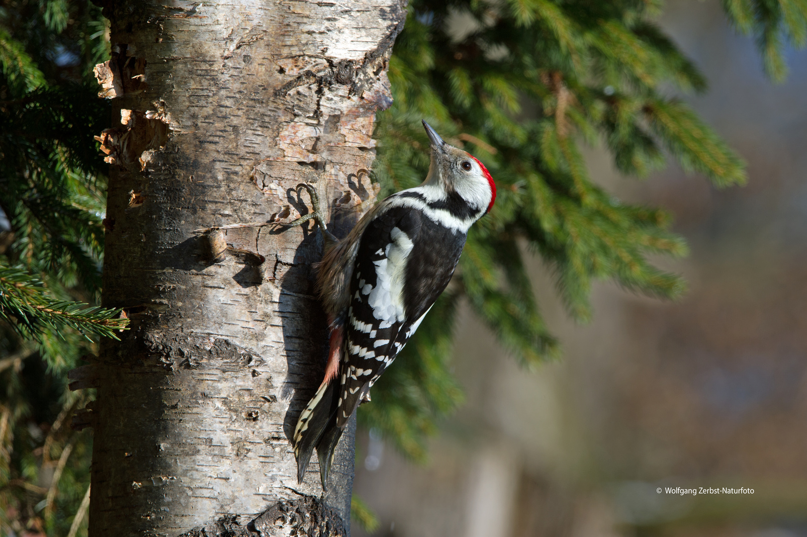 --- Mitelspecht ---    ( Dendrocopos medius )