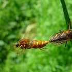 "Mitgehangen, mitgefangen" oder "So treiben es die Stinkfliegen"