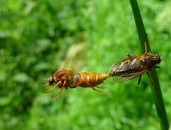 "Mitgehangen, mitgefangen" oder "So treiben es die Stinkfliegen"