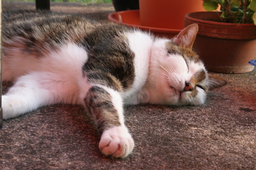 Miti auf dem Balkon