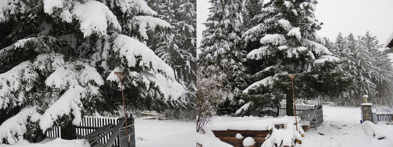 Mitleid mit meiner Schneelasttanne 