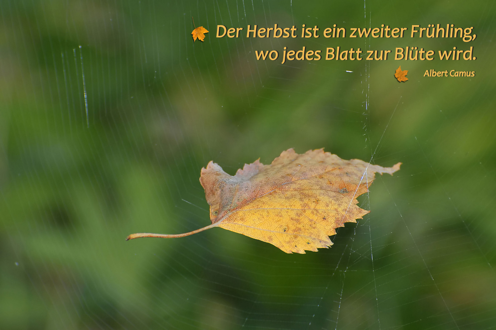 MITMACHAKTION - Herbst