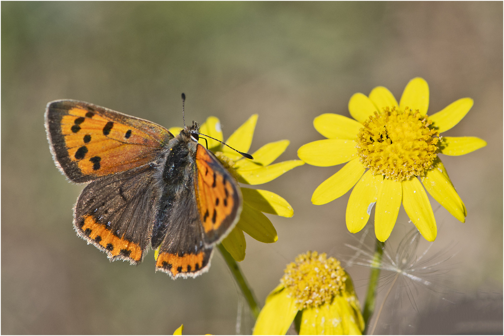 Mitmachen beim Insektensommer 2022 - Der Kleine Feuerfalter . . .