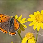 Mitmachen beim Insektensommer 2022 - Der Kleine Feuerfalter . . .