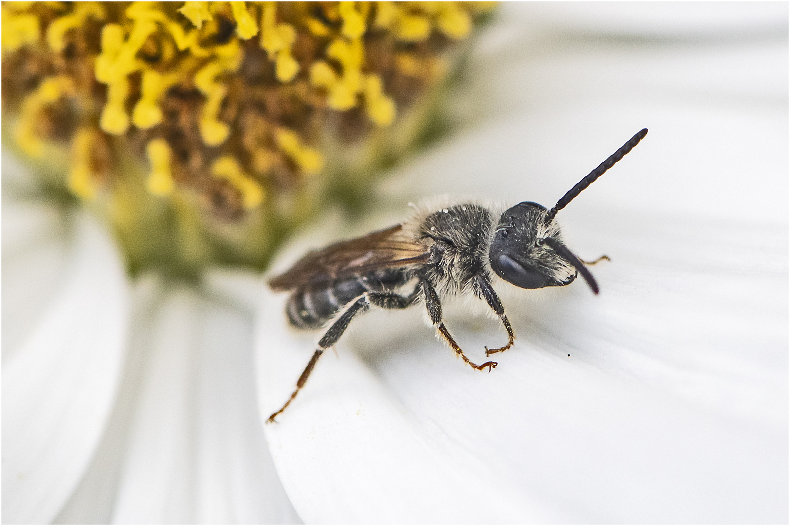 Mitmachen beim Insektensommer 2022 - Die Gewöhnliche Keulhornbiene (Ceratina cyanea) . . .