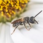 Mitmachen beim Insektensommer 2022 - Die Gewöhnliche Keulhornbiene (Ceratina cyanea) . . .